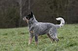 BOUVIER AUSTRALIEN 379